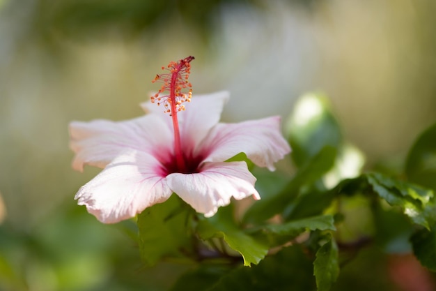 Hibisco branco com meio rosa em um jardim verde