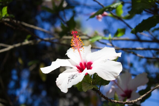 Hibisco branco em flor