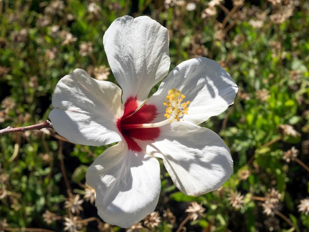 Hibisco branco florido em marbella