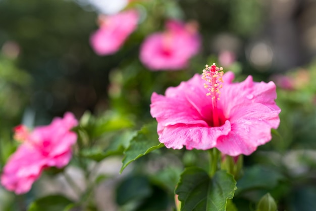 Hibisco em Okinawa