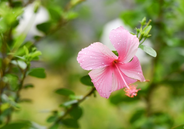 Hibisco flor rosa na árvore com queda de água no jardim / Hibiscus rosa sinensis, Chi