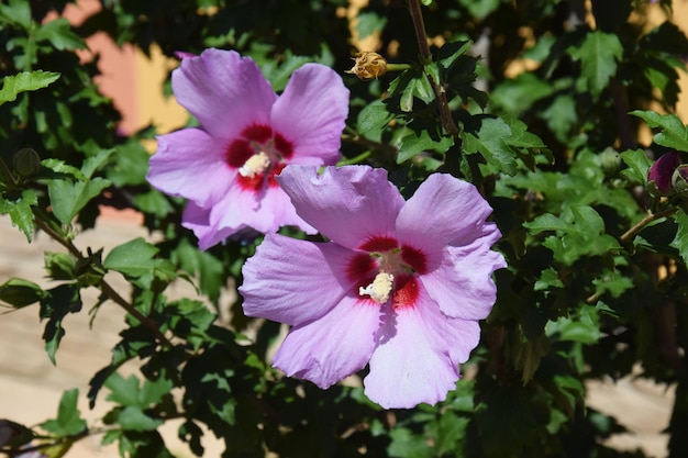 El hibisco florece en verano Hermosas flores rosadas Hibiscus syriacus