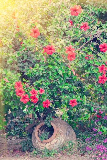 Foto hibisco floreciente con jarrón de cerámica decorativo a la luz del sol