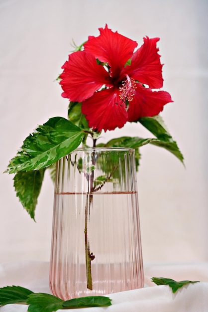 Hibisco en florero