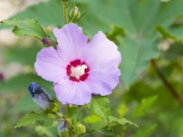 Hibisco havaiano roxo floresceu no jardim Planta ornamental para o jardim Chá medicinal de hibisco