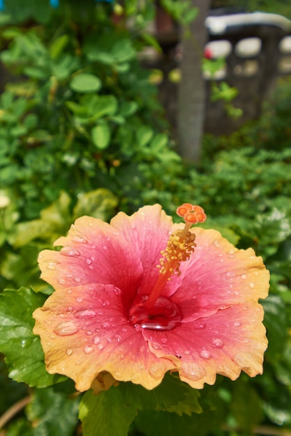 Foto hibisco laranja em verde natural