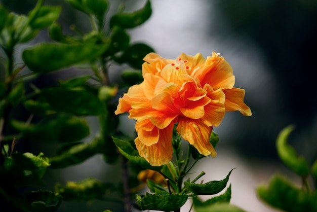 Hibisco laranja ou flor rosa chinesa no fundo de folhas verdes naturais