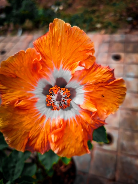 Hibisco naranja vibrante