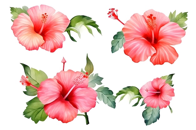 Foto hibisco rojo color agua ilustración tropical conjunto floral diseño de flores hibisco campo flujo tropical