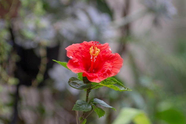 Hibisco rojo en un jardín en Río de Janeiro.