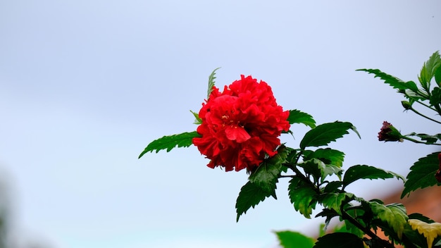 Hibisco rojo radiante. Un ramo de belleza