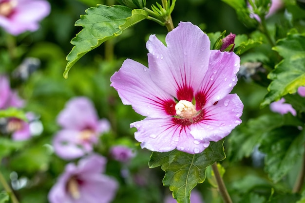 Hibisco rosa con gotas de lluvia en los arbustos del jardín