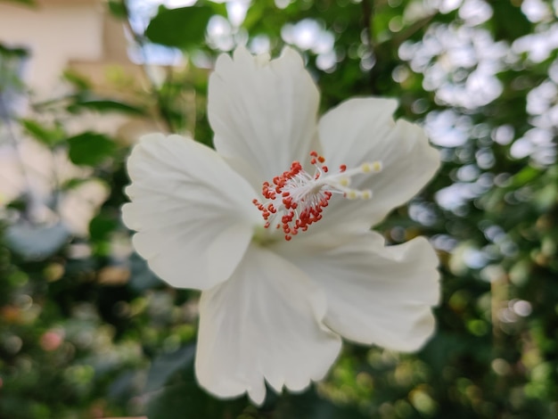 Hibisco rosa rojo chino. Hibiscus rosa-sinensis. flores de colores Color blanco y rojo.