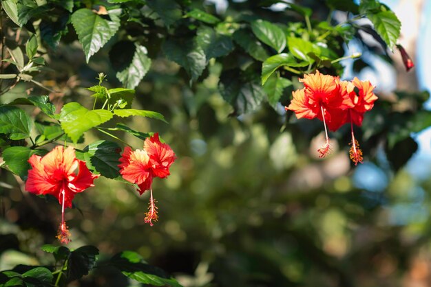 Foto hibisco y sus derivados