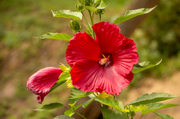 Hibisco, uma grande flor vermelha fresca no jardim