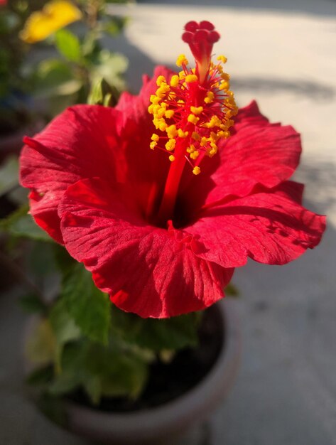 Hibisco vermelho no inverno