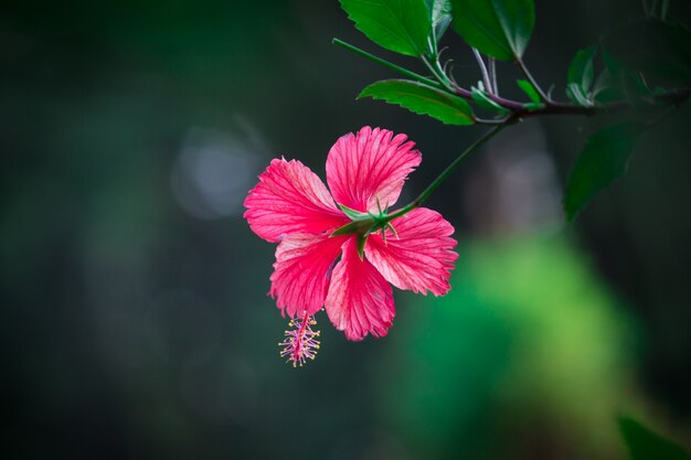 Hibisco