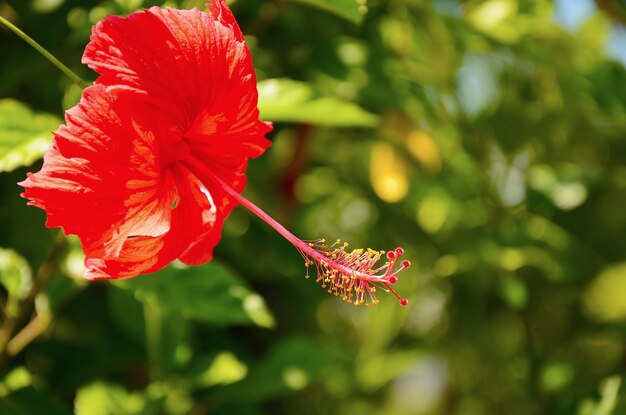 hibiscojardínparqueflor