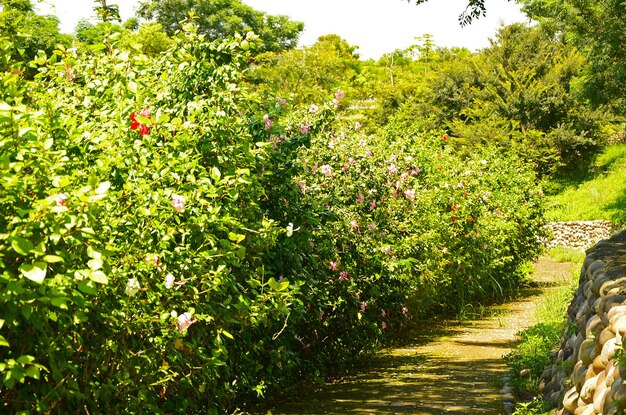 hibiscojardínparqueflor