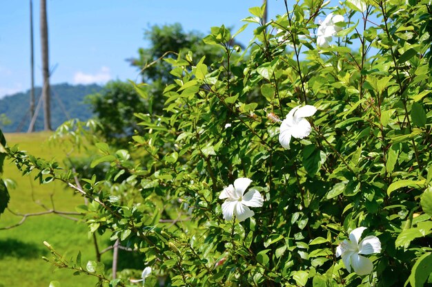 hibiscojardínparqueflor