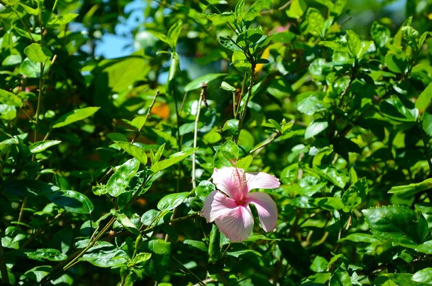 hibiscojardínparqueflor