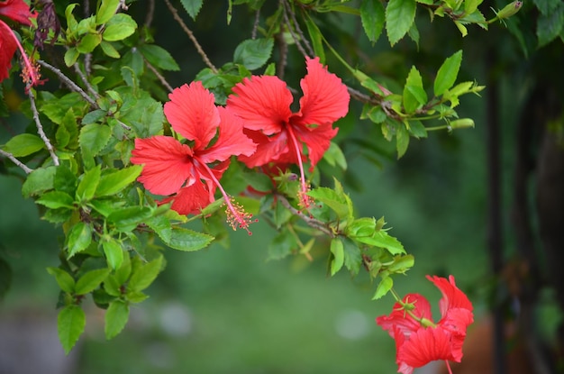 Hibiscos vermelhos florescendo no parque