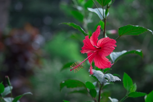 Hibiscus-Blumen-Pflanze