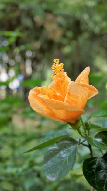 Hibiscus Boryanus-Blume