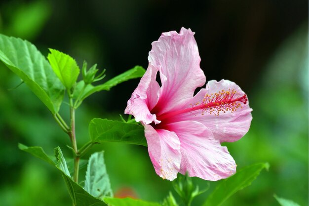 Hibiscus coccineus de flor rosa