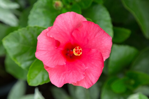 Hibiscus Flower DOF selecciona foco con fondo de hoja verde