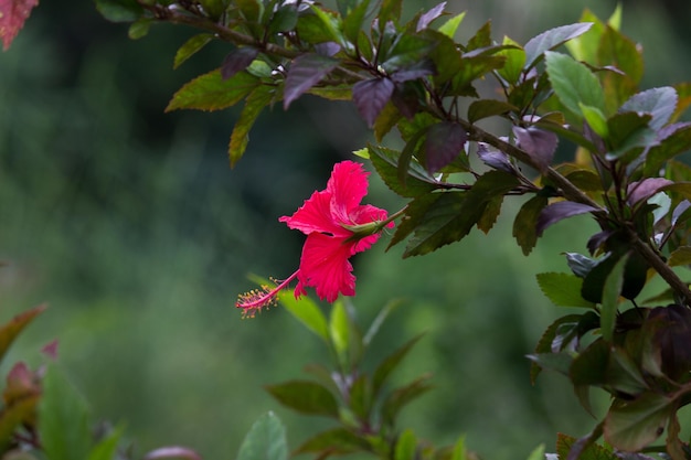 Hibiscus, (género Hibiscus), floreciendo durante la primavera en un parque público en INDIA