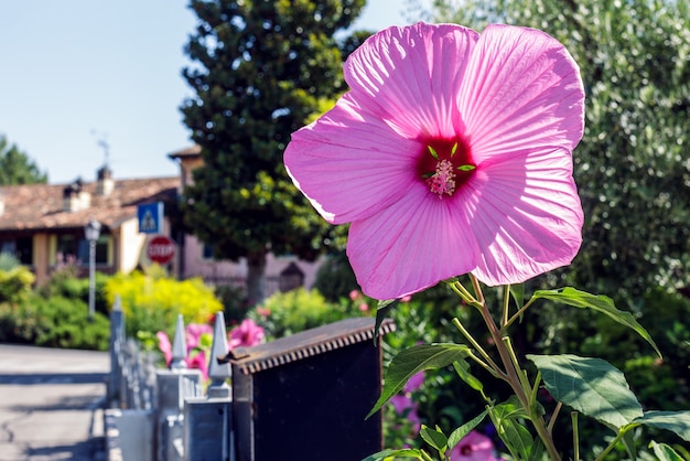 Hibiscus moscheutos é uma espécie de planta com flor da família malvaceae. é uma planta úmida perene resistente ao frio que pode crescer em grandes colônias.