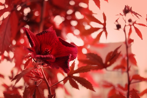 Foto hibiscus red cranberry está vassoura no jardim 2