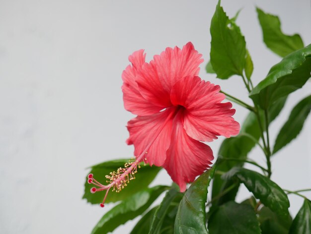 Foto hibiscus rosa sinensis_2_flor tropical