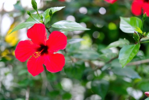 Hibiscus rosa sinensis Blume im Botanischen Garten