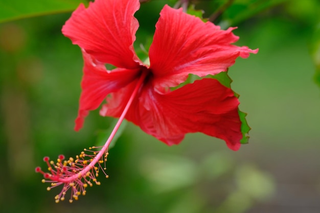 Hibiscus rosa-sinensis, conocido coloquialmente como hibisco chino, rosa de China, planta de limpiabotas.