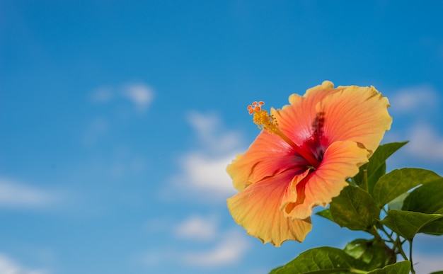 Foto hibiscus rosa sinensis l