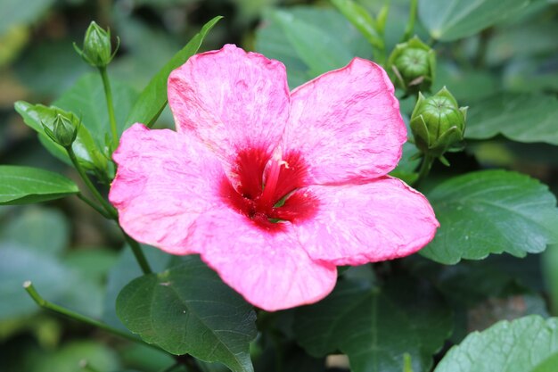 Foto hibiscus rosa-sinensis, malvaceae. hermoso fondo de flores naturales y papel tapiz.