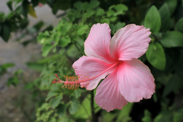 Hibiscus rosa-sinensis rosa claro no jardim.