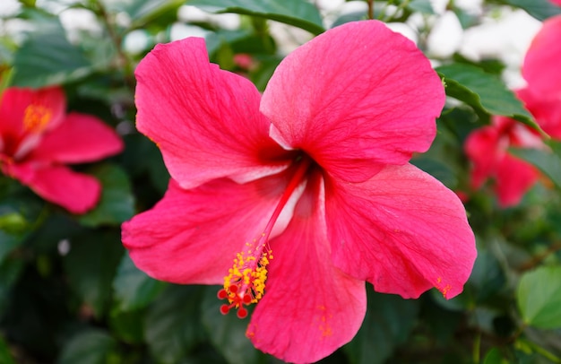 Hibiscus rosasinensis em fundo natural de folhas verdes