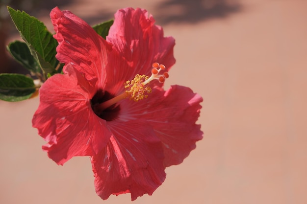 Hibiscus rosasinensis Esta é uma planta perene tropical com flores cor de rosa e folhas verdes durante o dia ensolarado Hibisco chinês China rose copy space