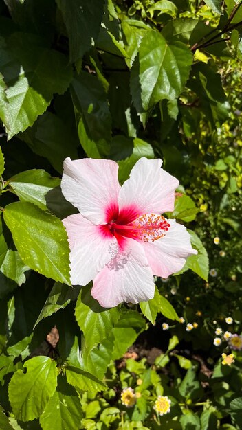 Foto hibiscus rosasinensis flor tropical blanca y rosa tenerife flores