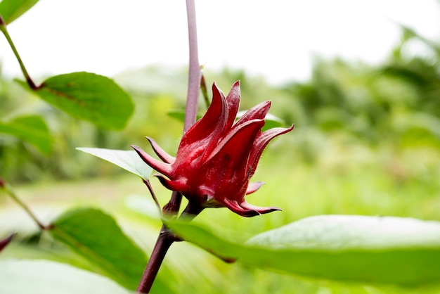 Foto hibiscus sabdariffa é um hibisco da família malvaceae nativo da áfrica tropical do egito