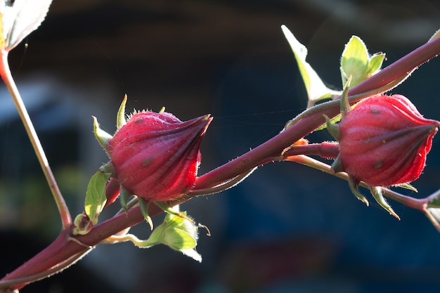 Foto hibiscus sabdariffa o flor de roselle