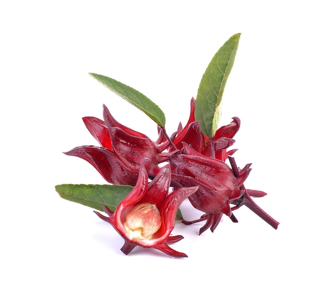 Hibiscus sabdariffa o frutos roselle