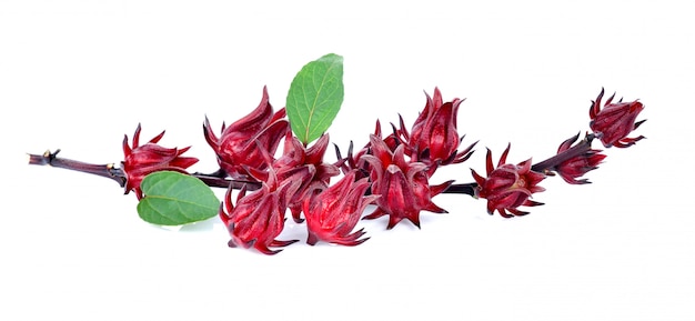 Hibiscus sabdariffa o roselle frutas aisladas en blanco