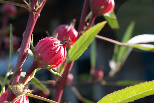 Hibiscus sabdariffa oder roselle Blume