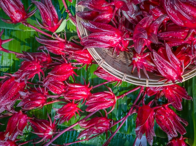 Hibiscus sabdariffa oder Roselle frisch