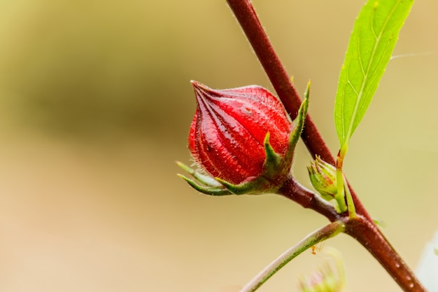 Hibiscus sabdariffa oder Roselle Früchte