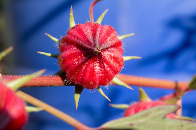 Hibiscus sabdariffa ou flor de rosela